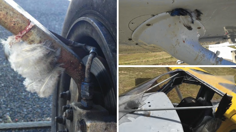 The ATSB has released a report on birdstrike incidents. (ATSB)