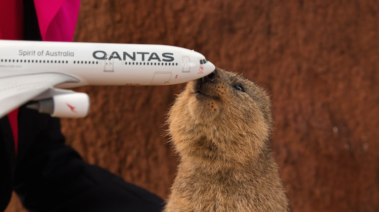 A supplied image of Davey the Quokka from WILD LIFE Sydney Zoo with a 787-9 model in Qantas livery. (Qantas)