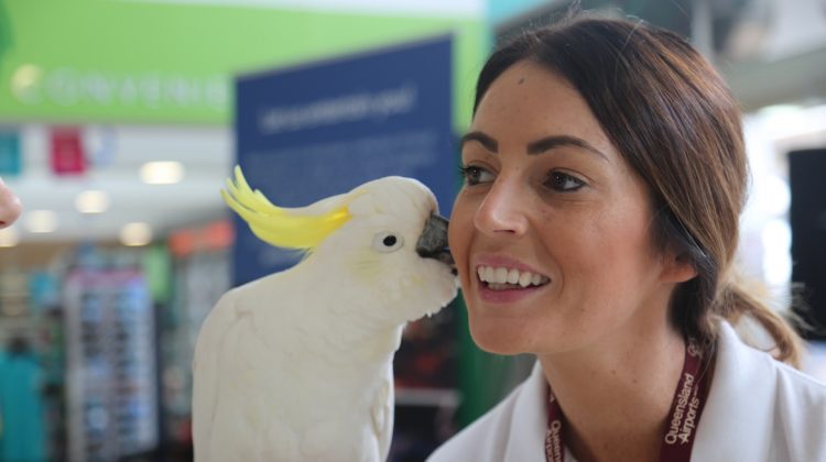 There were wildlife demonstrations at Gold Coast Airport during the Commonwealth Games. (Gold Coast Airport)