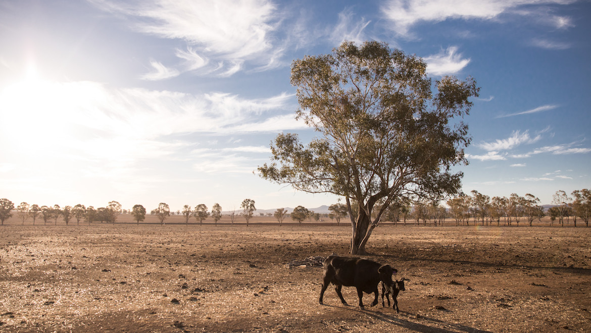 Australia's airlines are getting behind drought relief for rural communities. (Qantas/Brent Winstone)