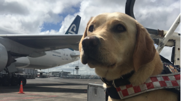 New Zealand Aviation Security Service explosive detector dog Tilly. (Aviation Security Service website)